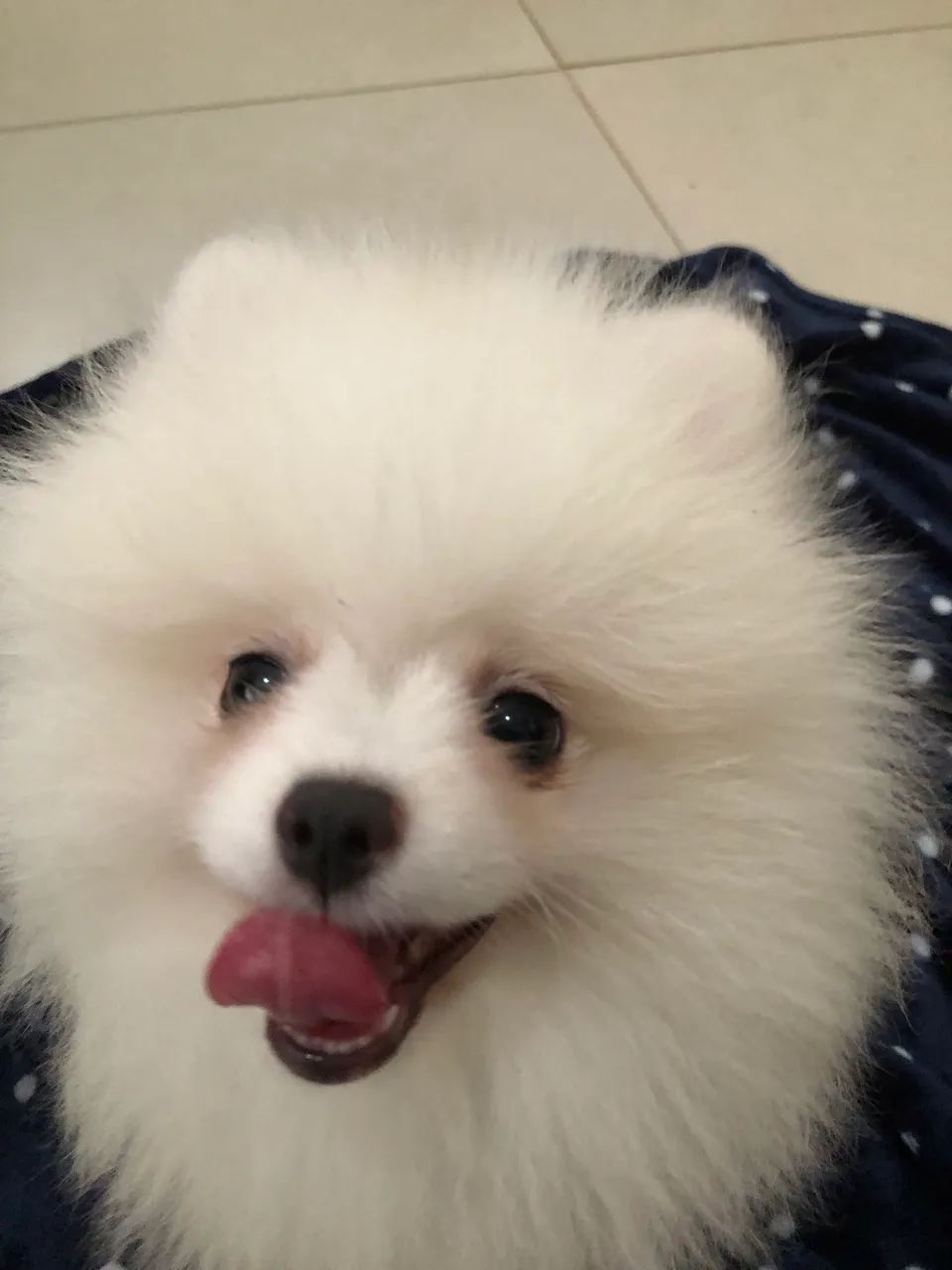 Lulu da Pomerania  - Foto 4