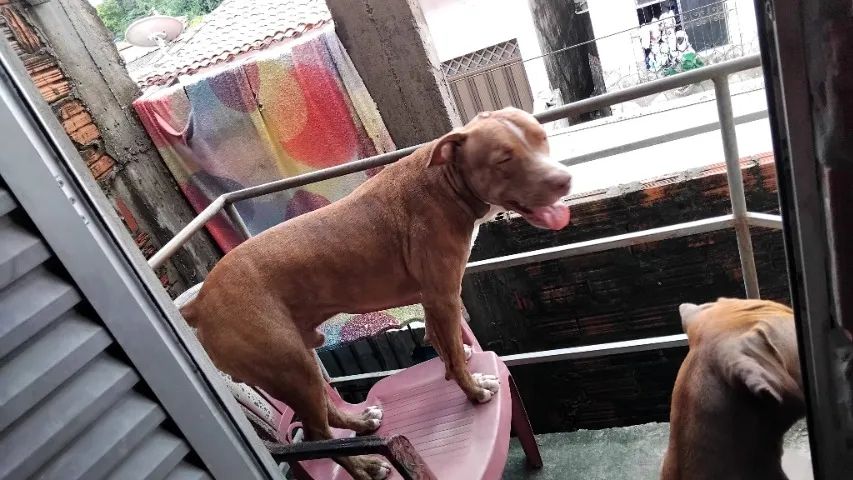 Pitbull, 1 ano - Foto 3