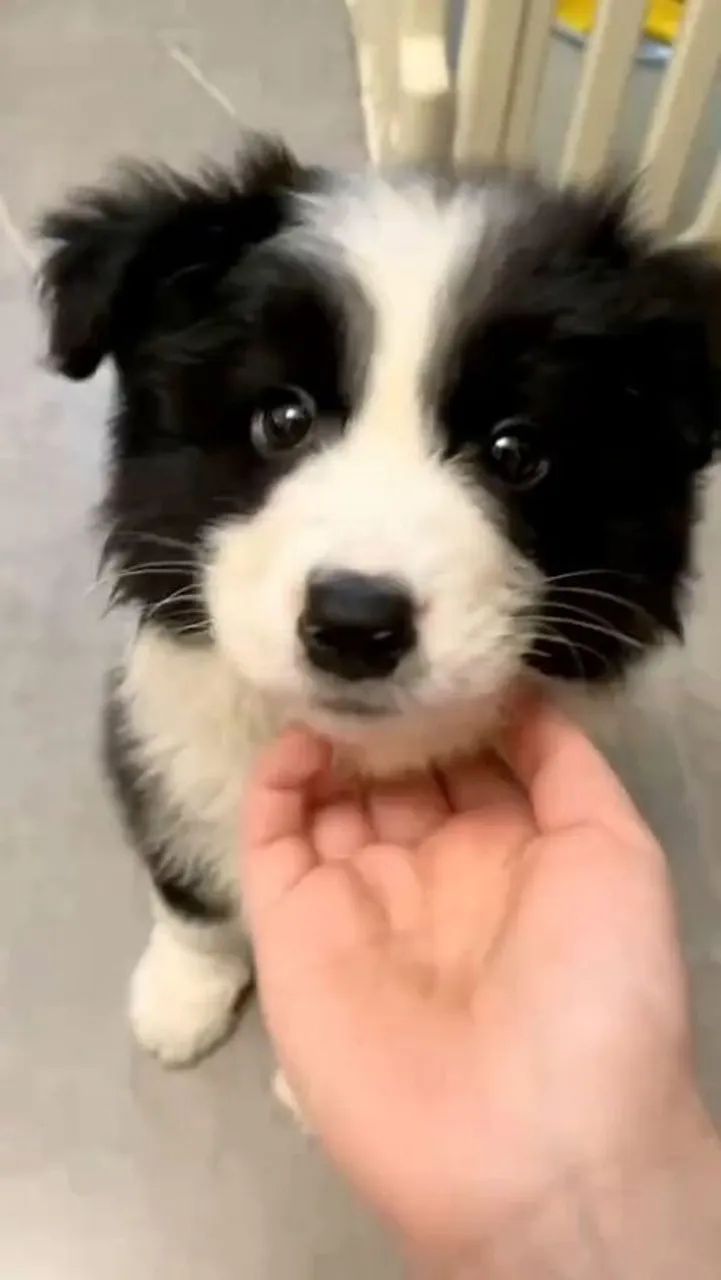 Filhotes de Border Collie | Uma fofura que merece ser vista.