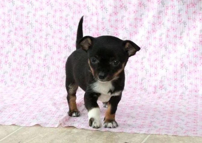 ? Chihuahua ? mini de verdade