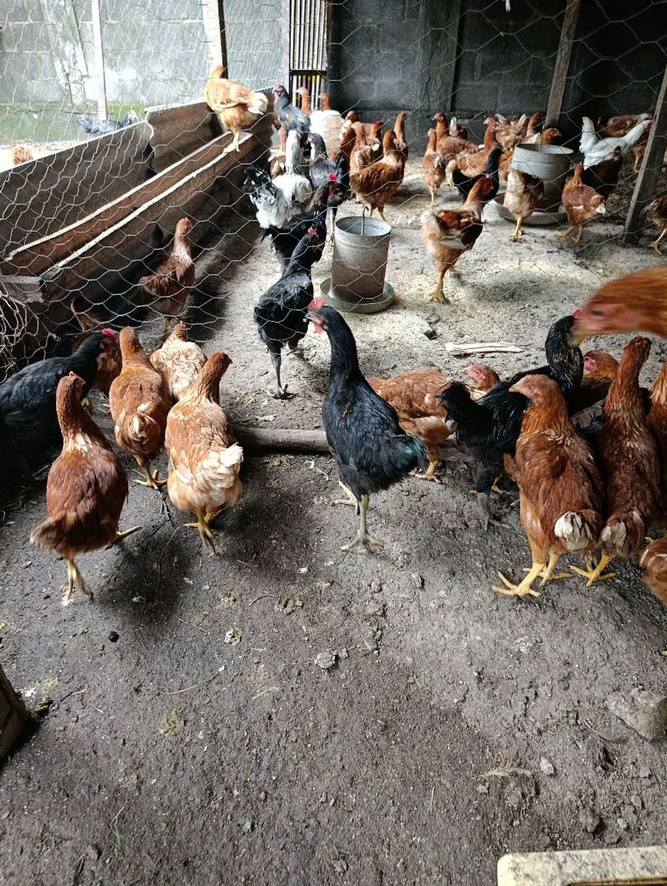 Frangas e galos  - Foto 3