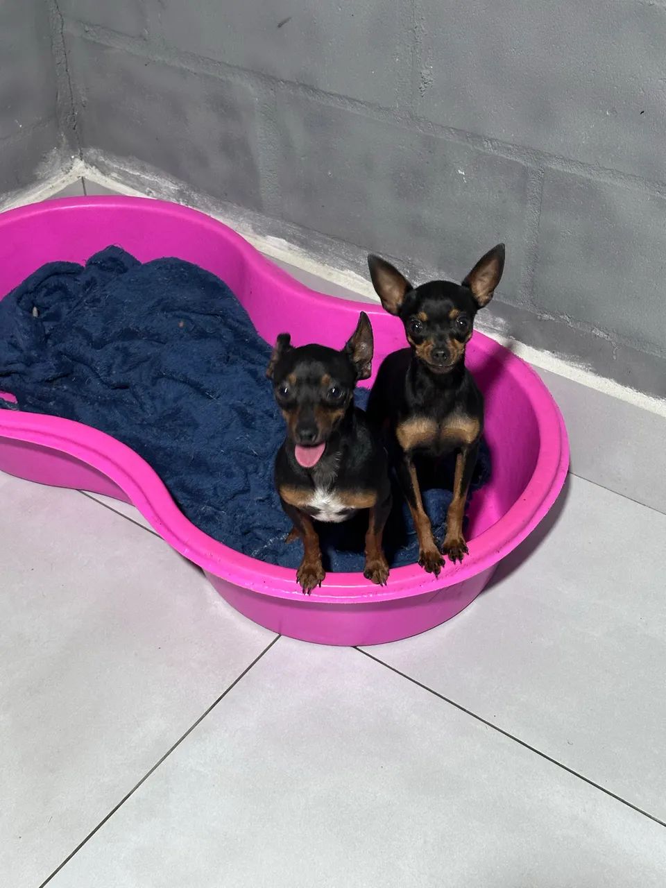 Casal de Pinscher  - Foto 2