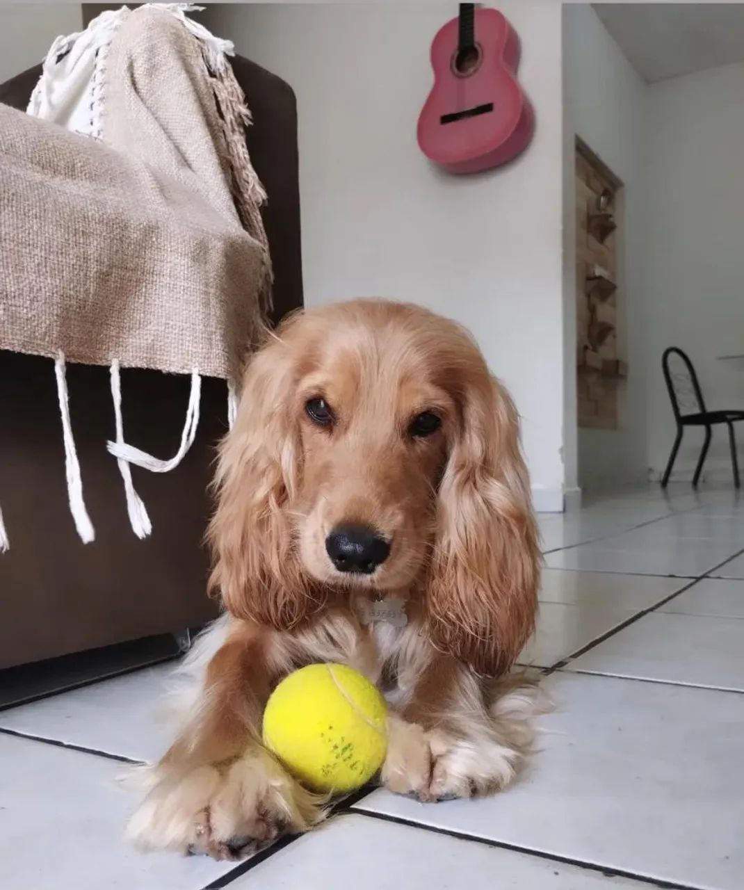 Filhotes de Cocker Spaniel Inglês  - Foto 2