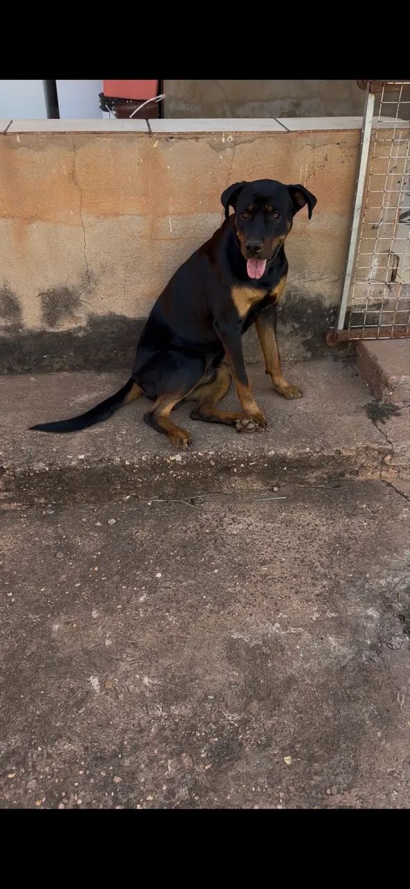 Cachorro  - Foto 2