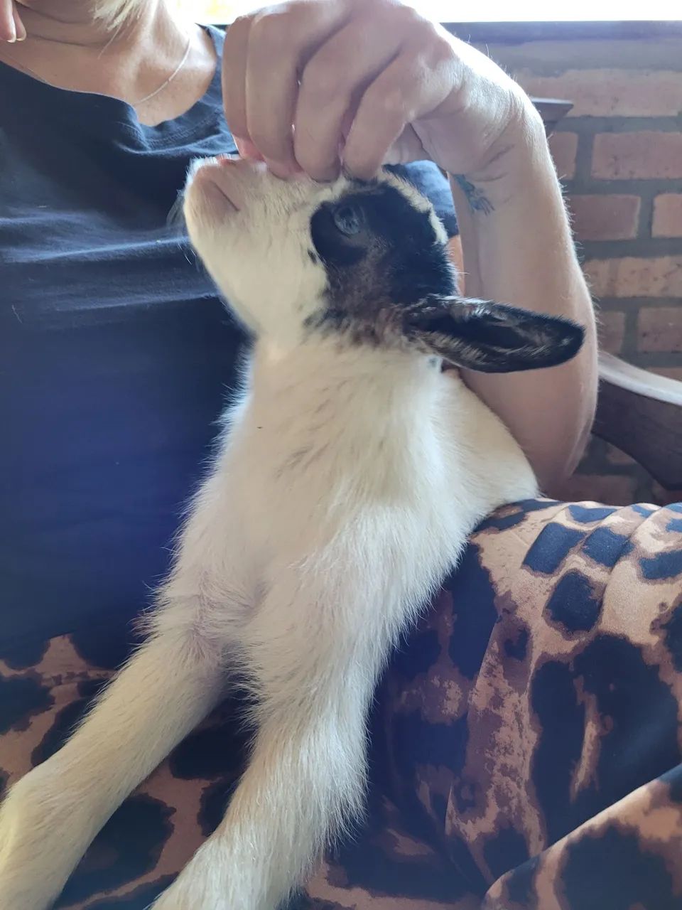 Mini cabras  - Foto 5