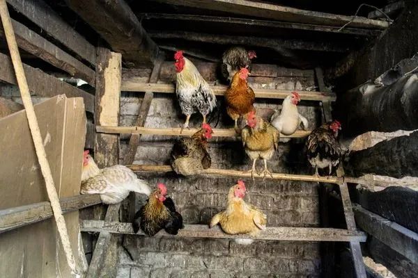 Galinhas e galos de raça