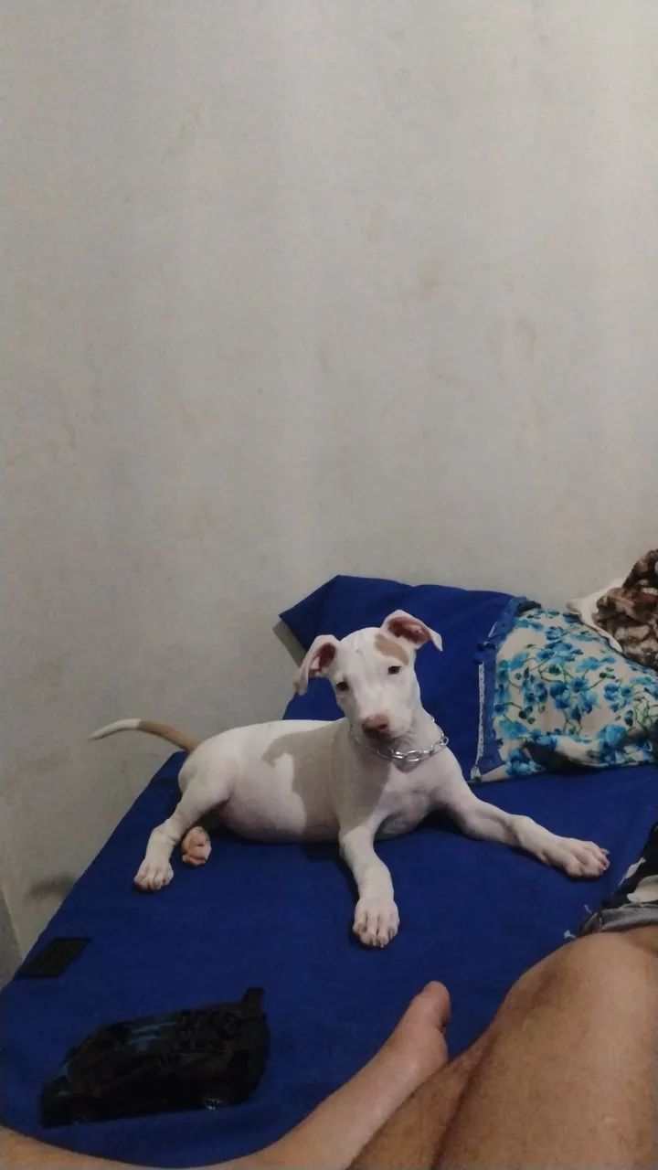 Cachorro pitmonster 2 meses  - Foto 2