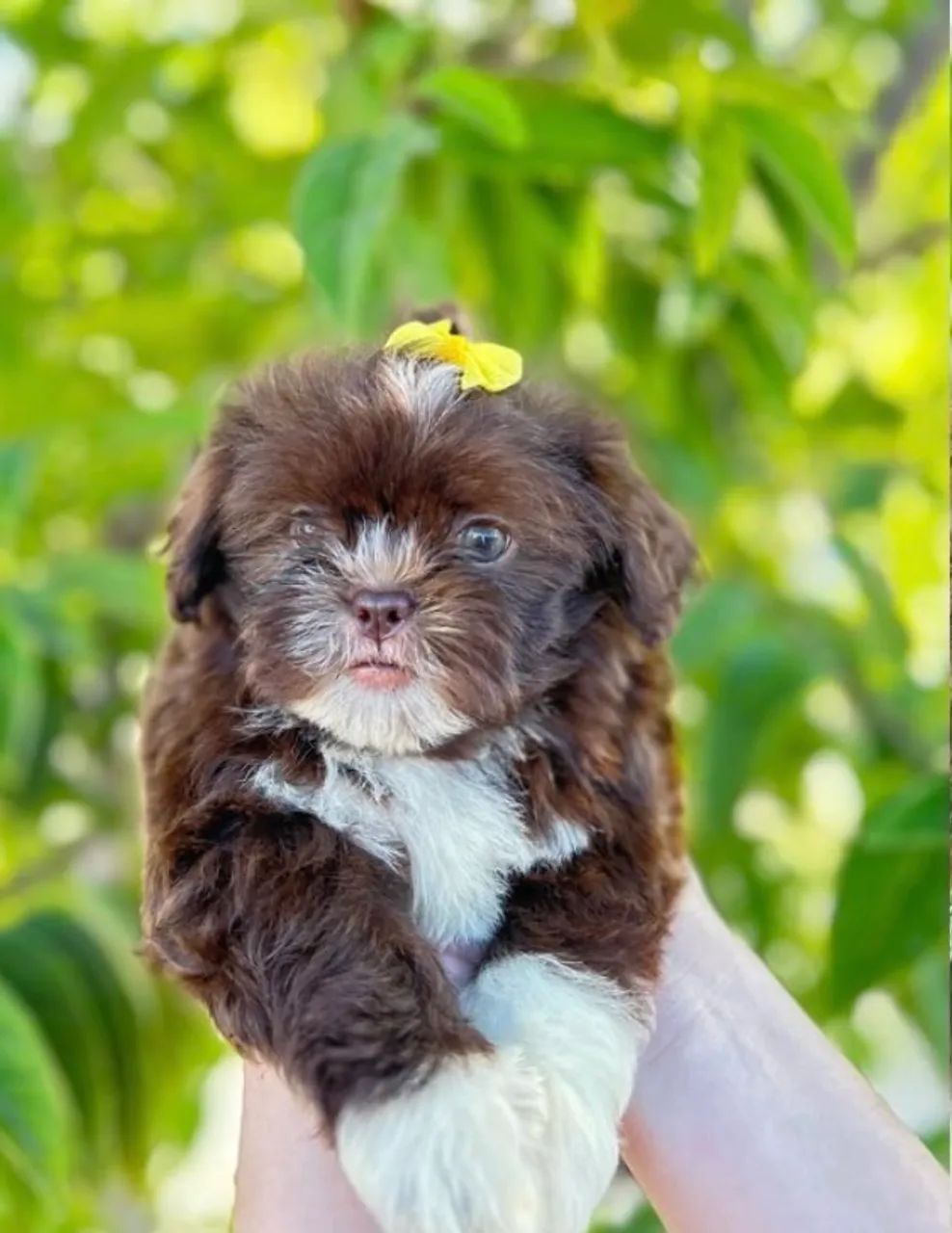 Shih tzu  - Foto 4