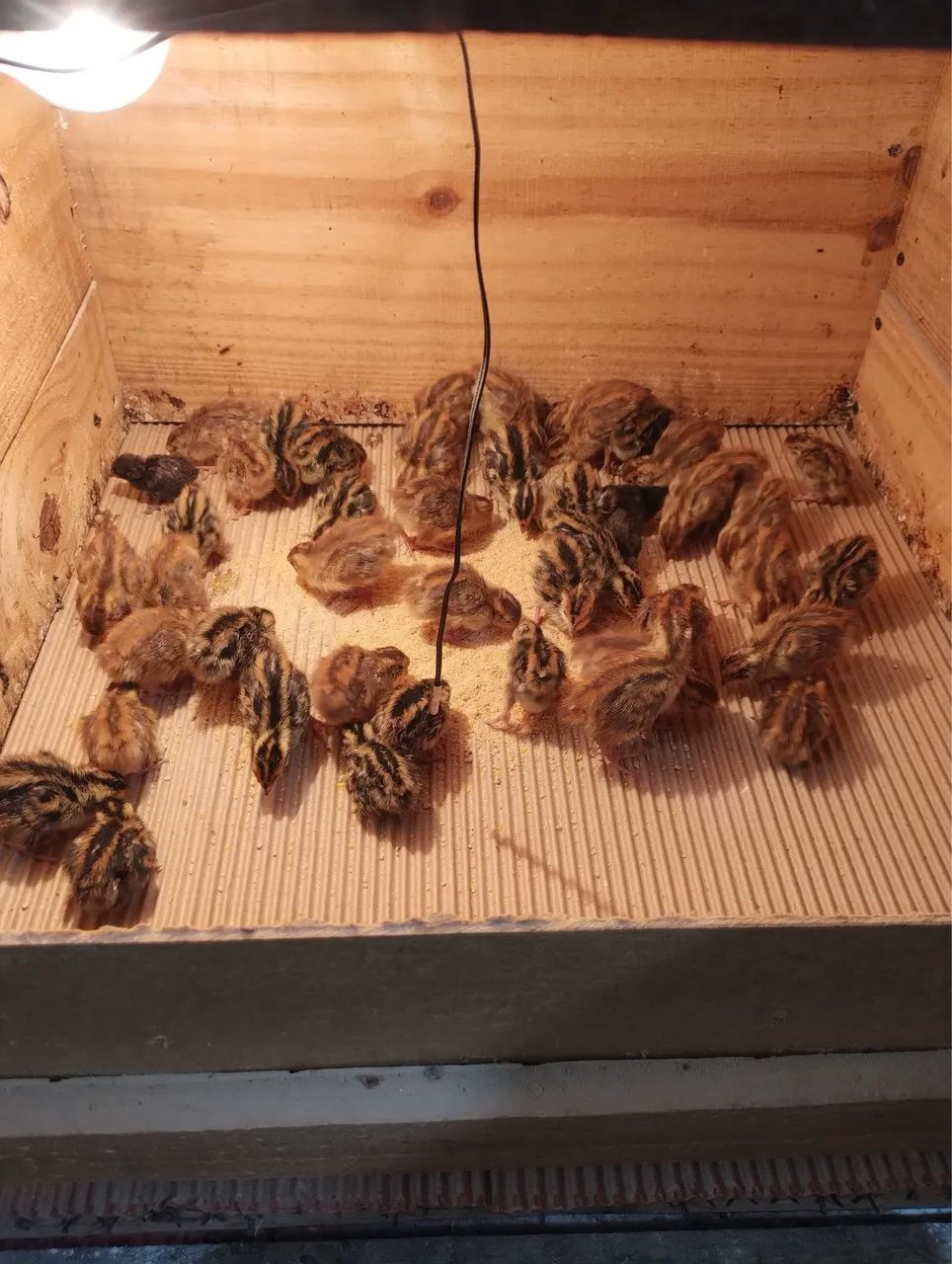 Pintinhos de codorna  - Foto 4