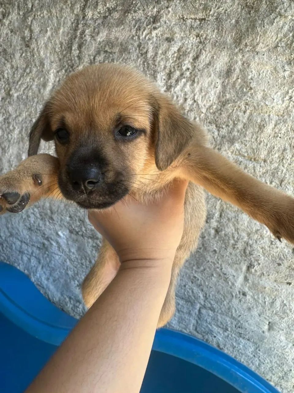 Filhotes de cachorro  - Foto 3