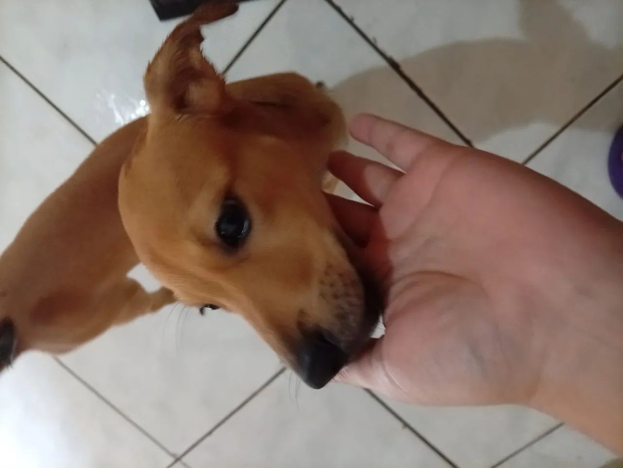 Doação responsável  - Foto 2