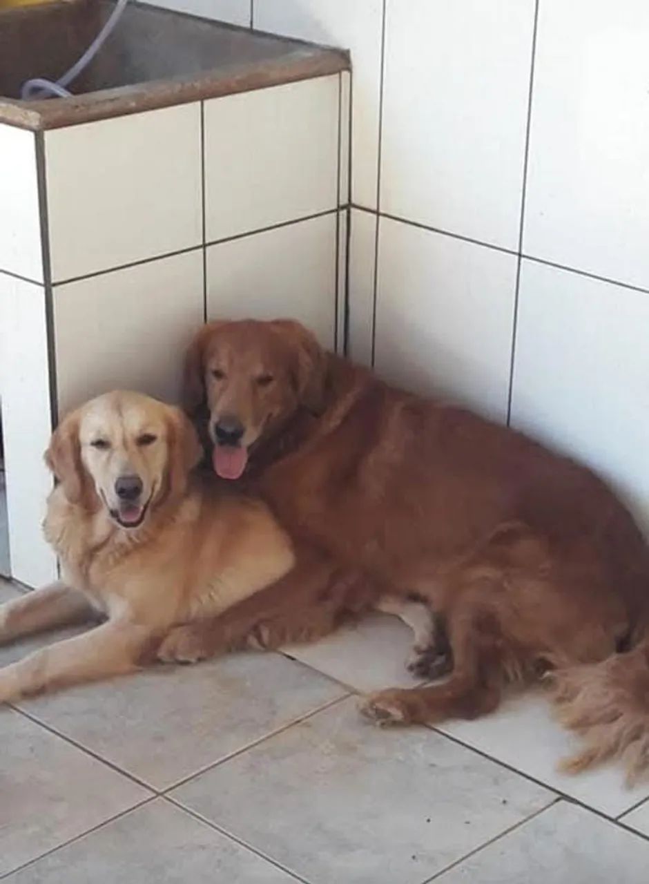 Golden Retriever  - Foto 5