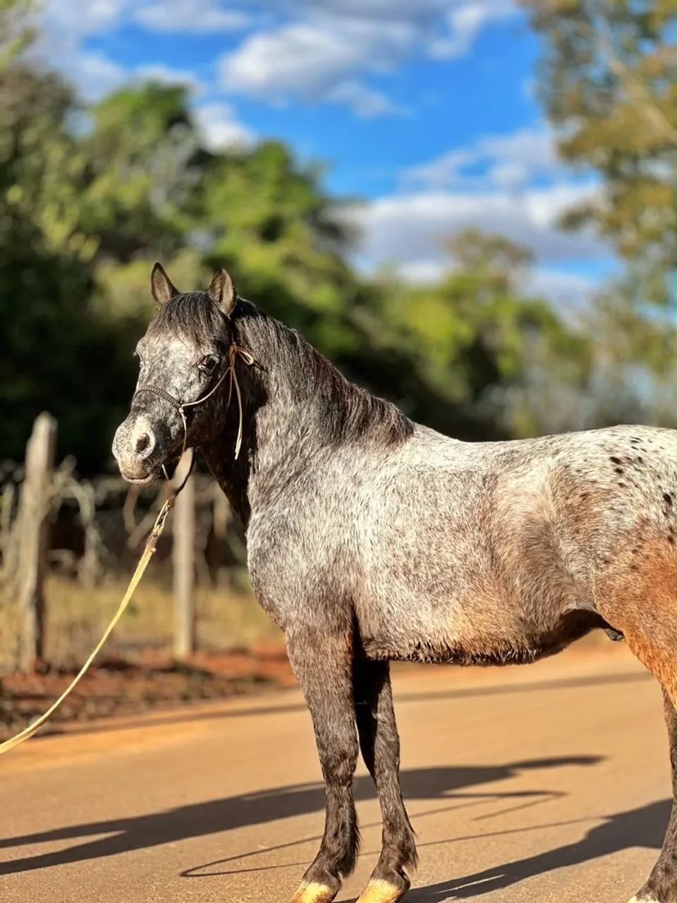 Vendo pônei  - Foto 2