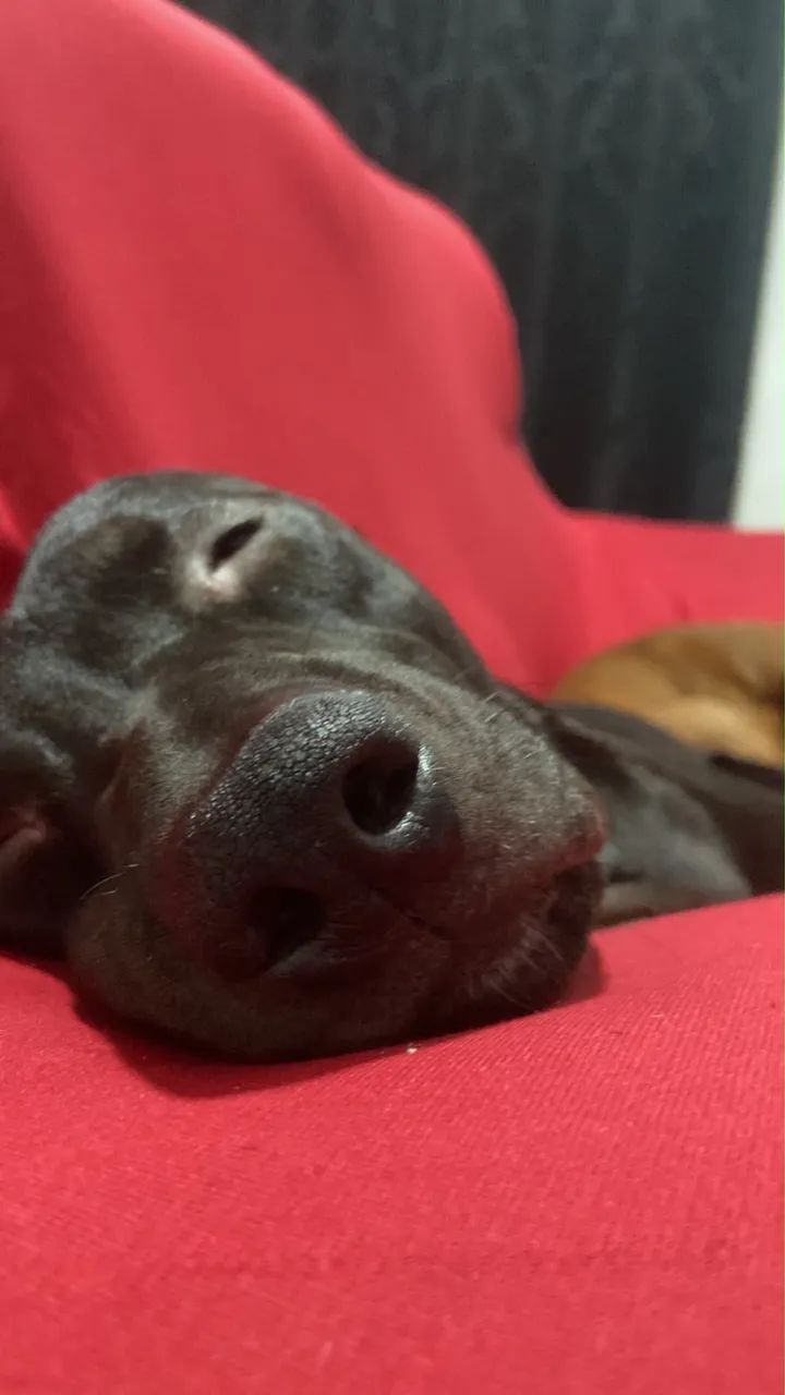 Adoção Responsável  - Foto 5