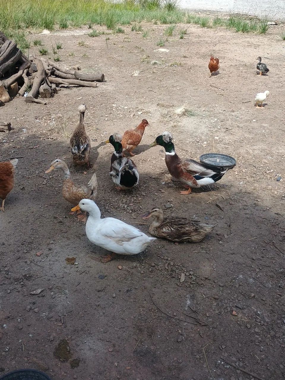 Patos e Marrecos - Foto 3