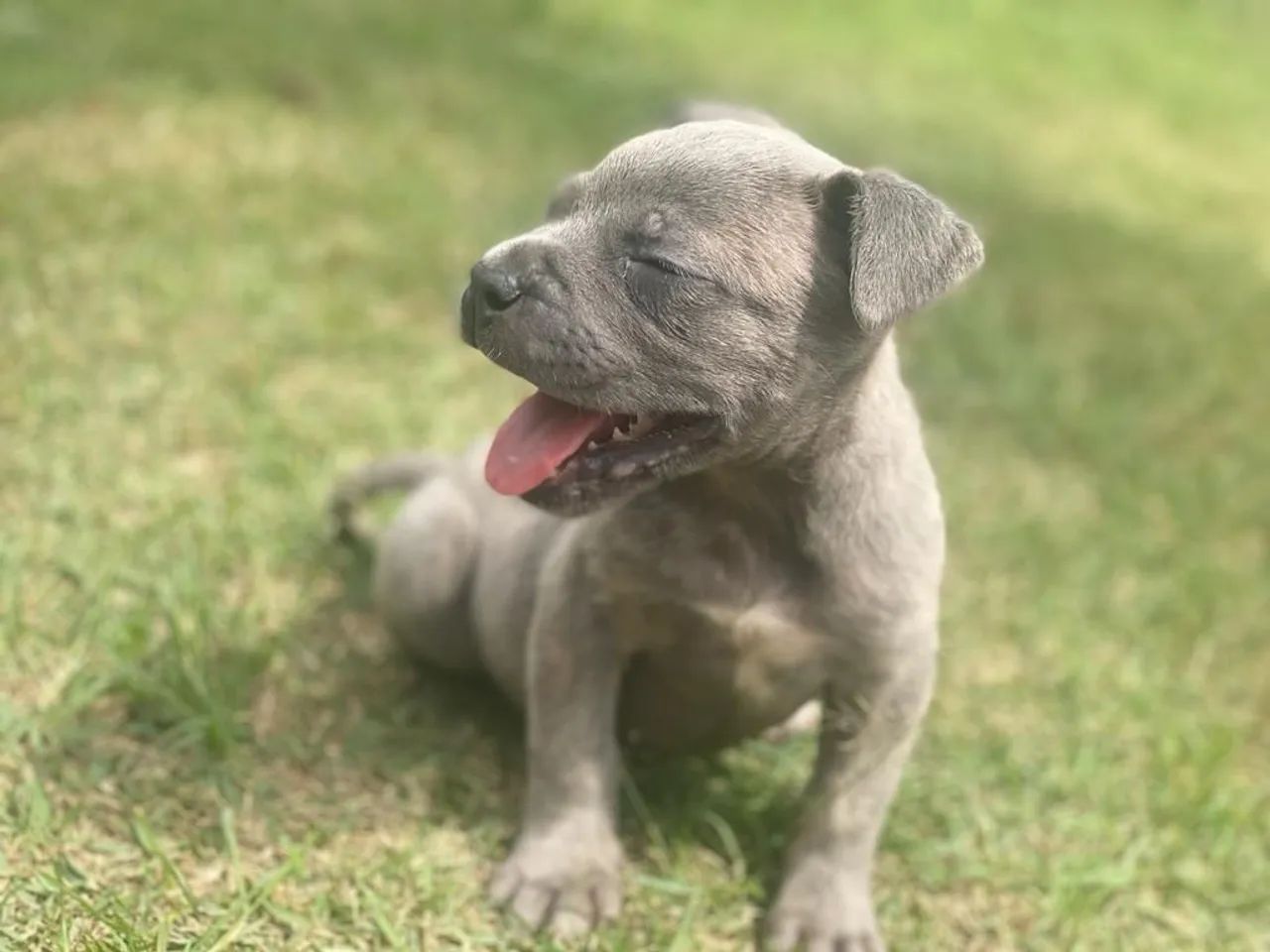 Cane corso com pedigree machos e fêmeas  - Foto 4