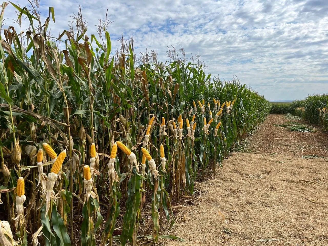 Fazenda com 877 Alqueires Norte do PR - Foto 4
