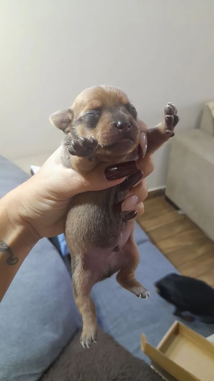 Vendo pinscher  - Foto 3