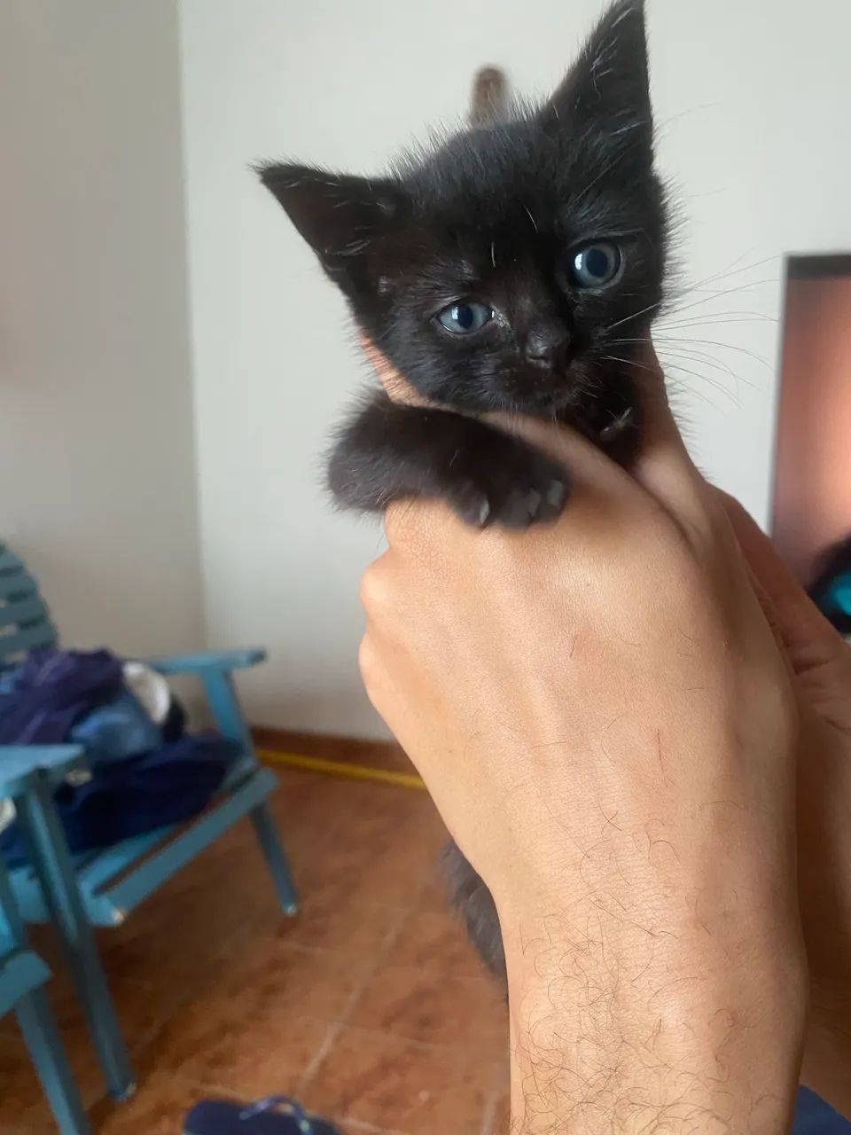 Gatinhos para doação  - Foto 3