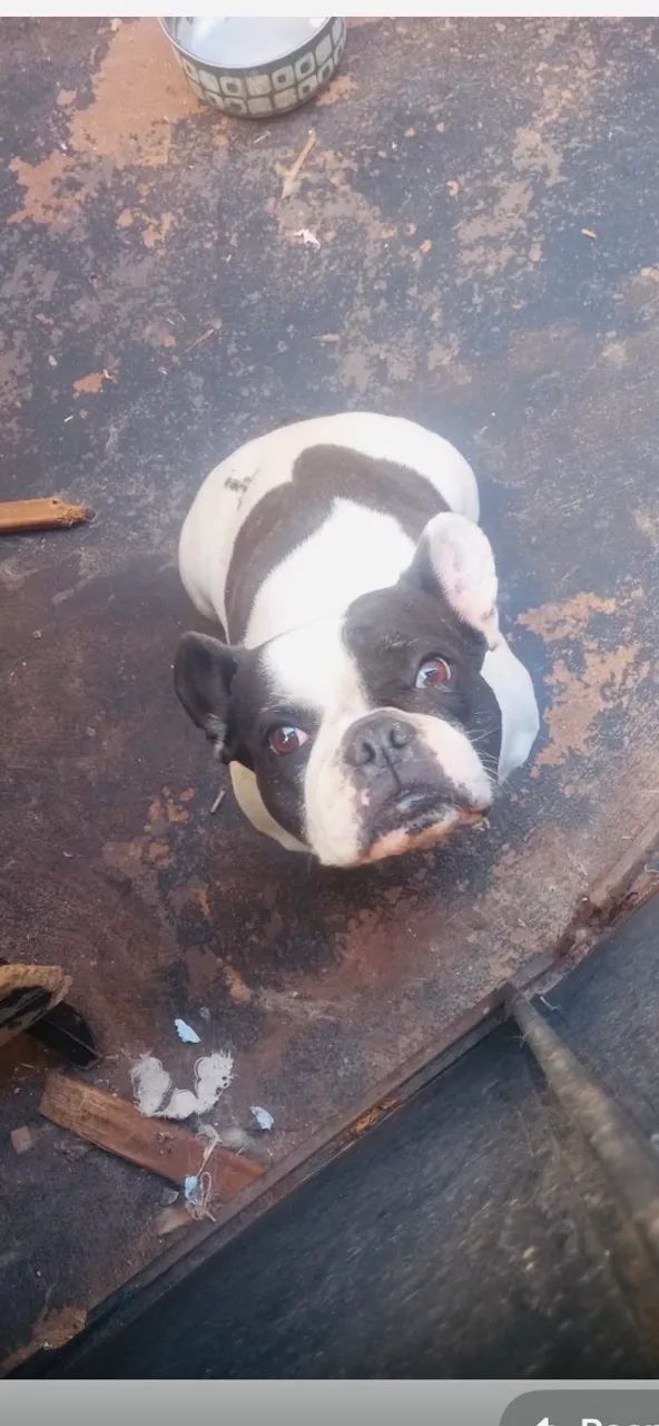 Fêmea Bull Dog francês  - Foto 2