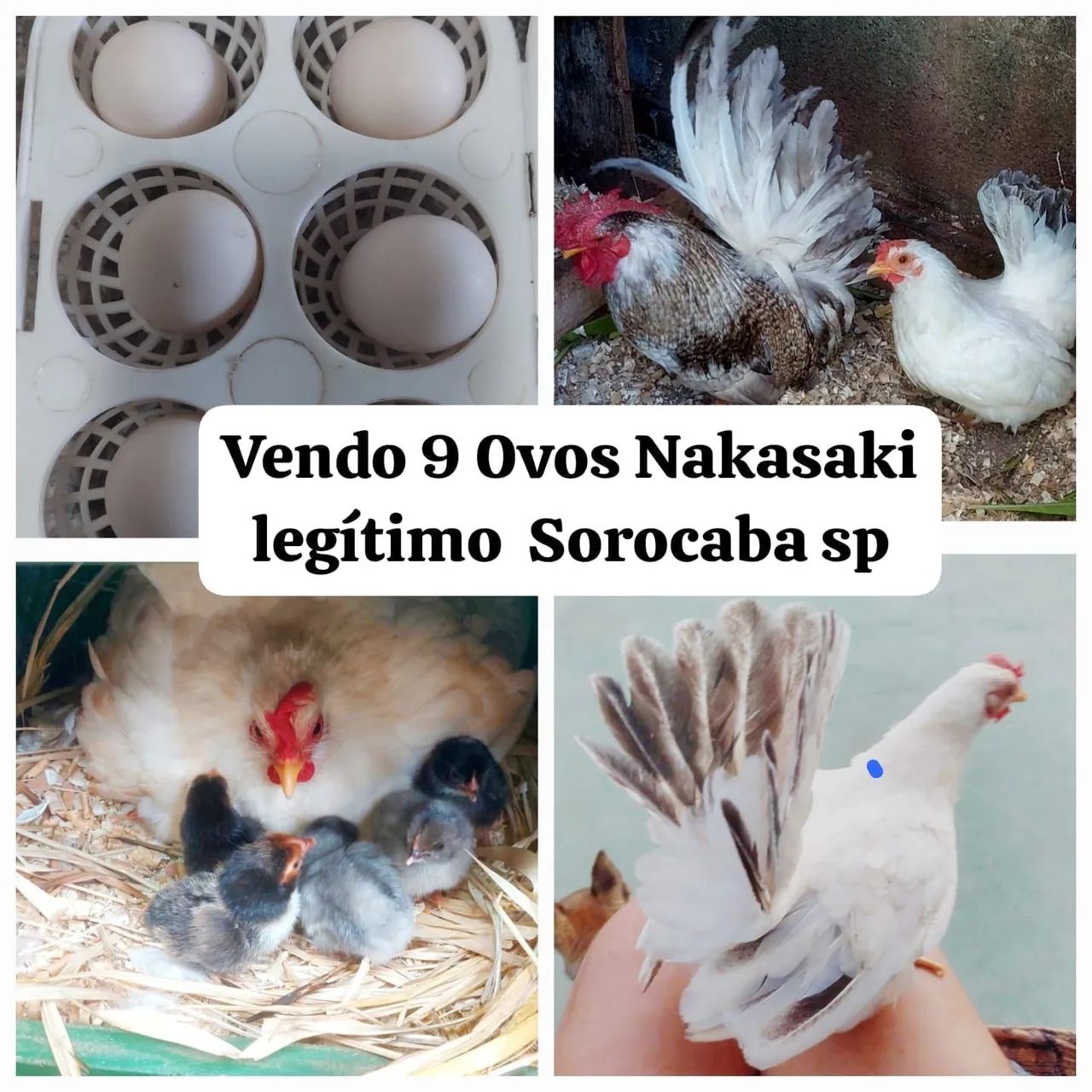 9 ovos nakasaki legítimo 