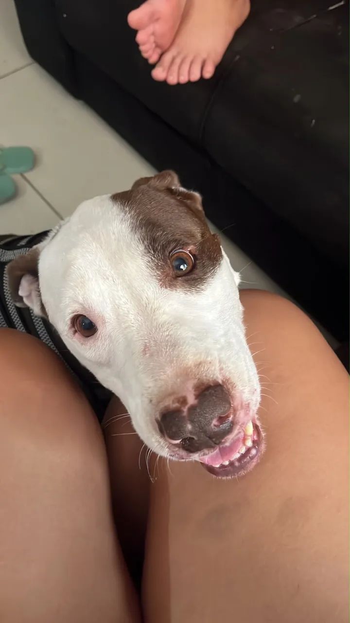 Adoção de cachorro pitbull
