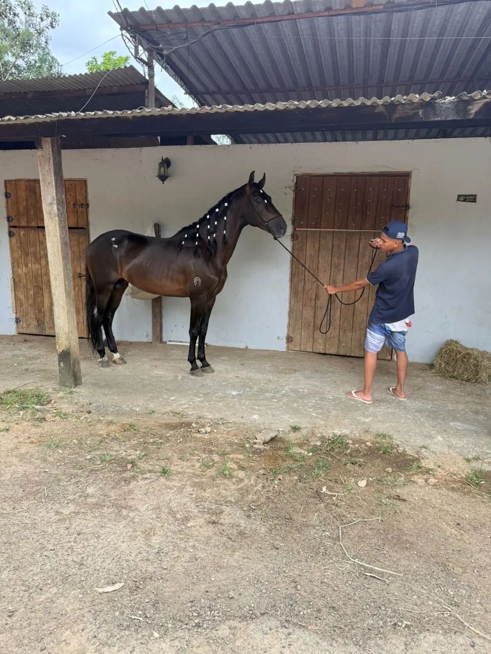 Cavalo mangalarga genuíno de marcha picada top garanhão excelente  - Foto 2