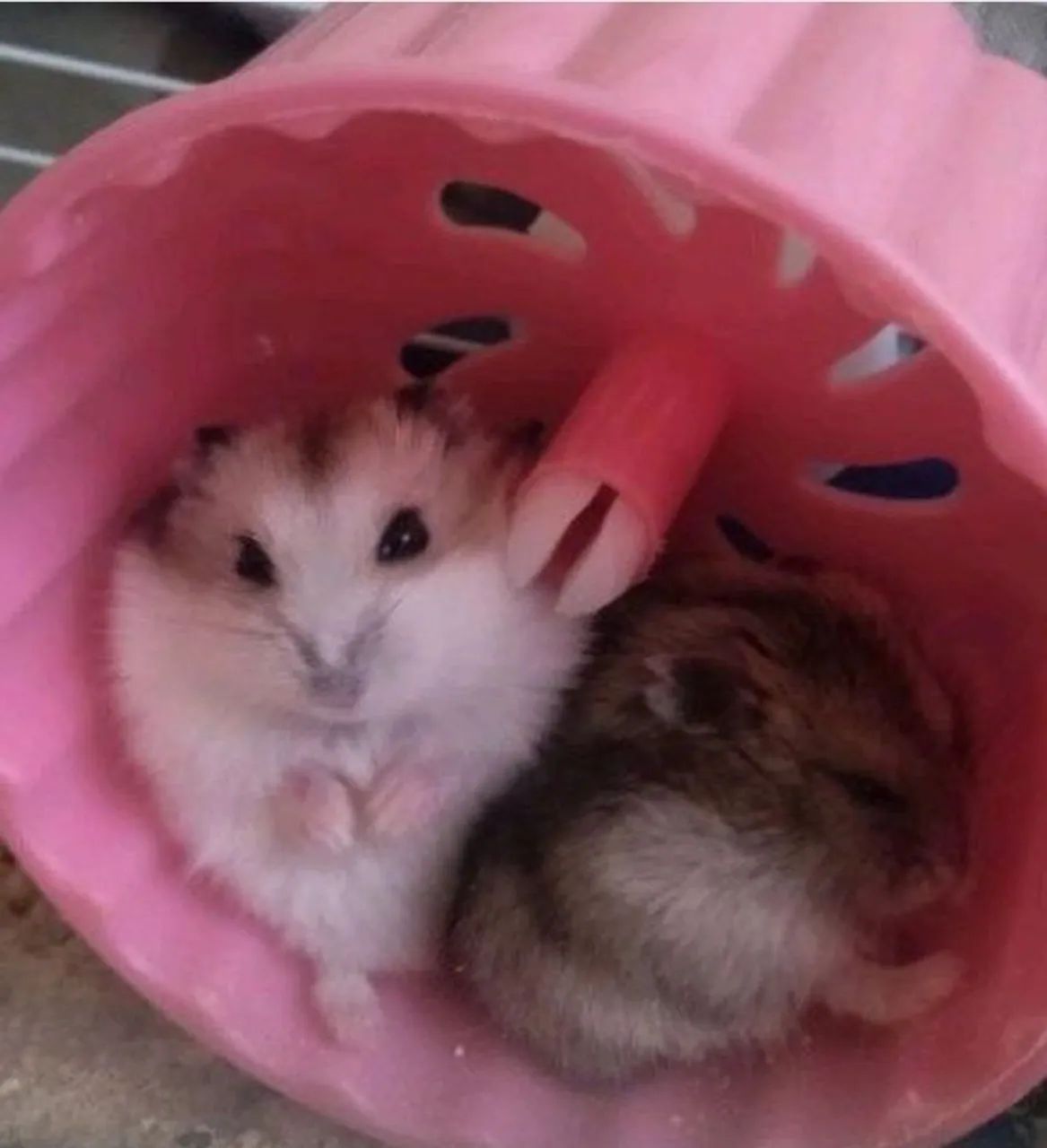 Filhotes de Hamster - Foto 3