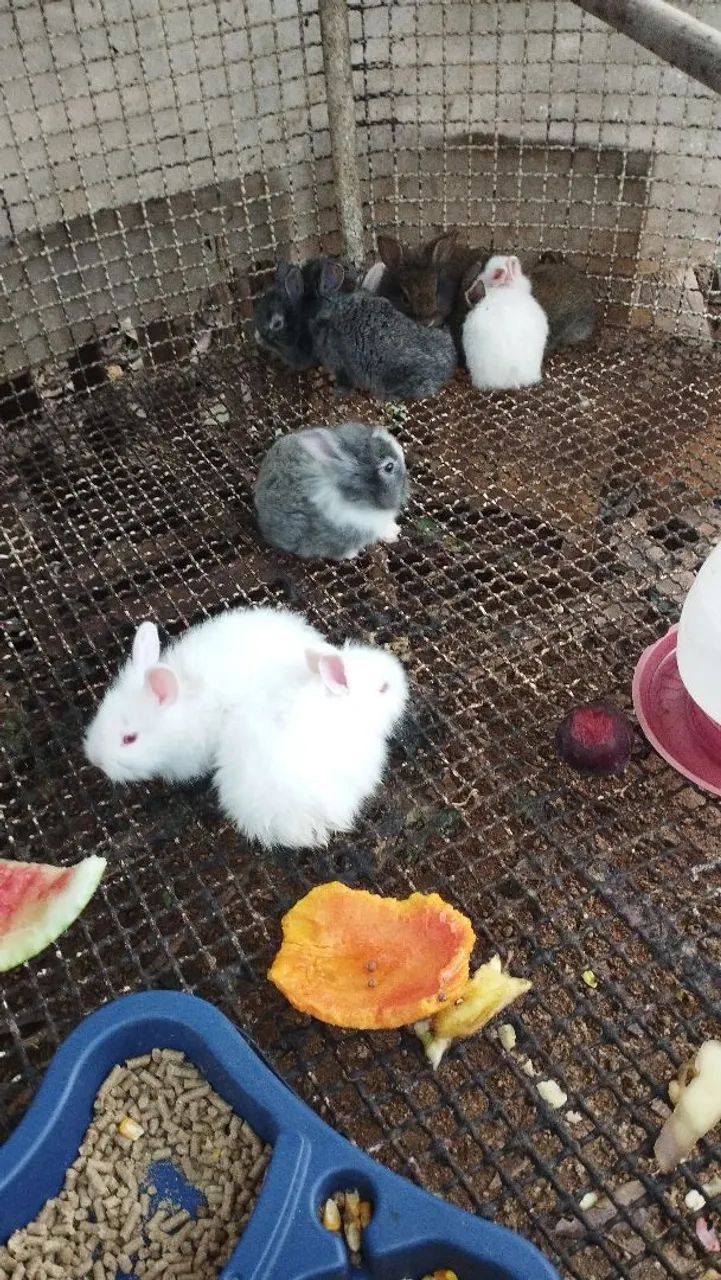 Coelho 