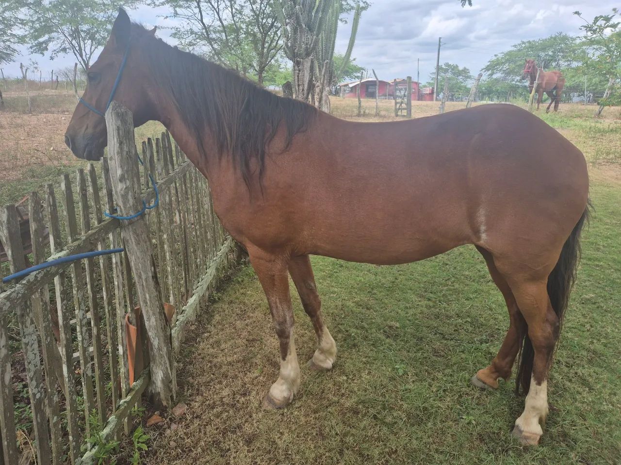 Vendo égua de picado. - Foto 3