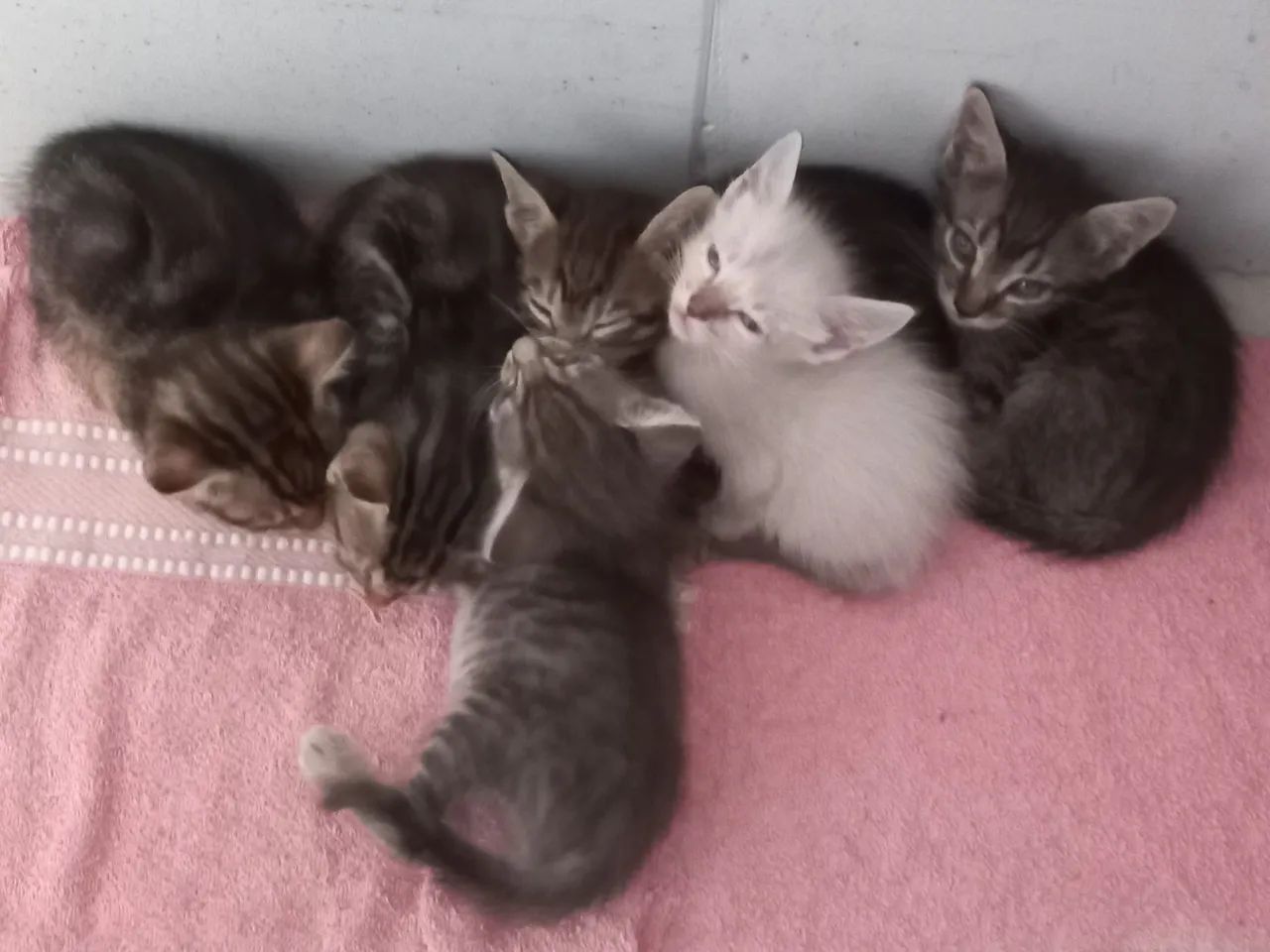 Gatinhos para doação ? - Foto 3