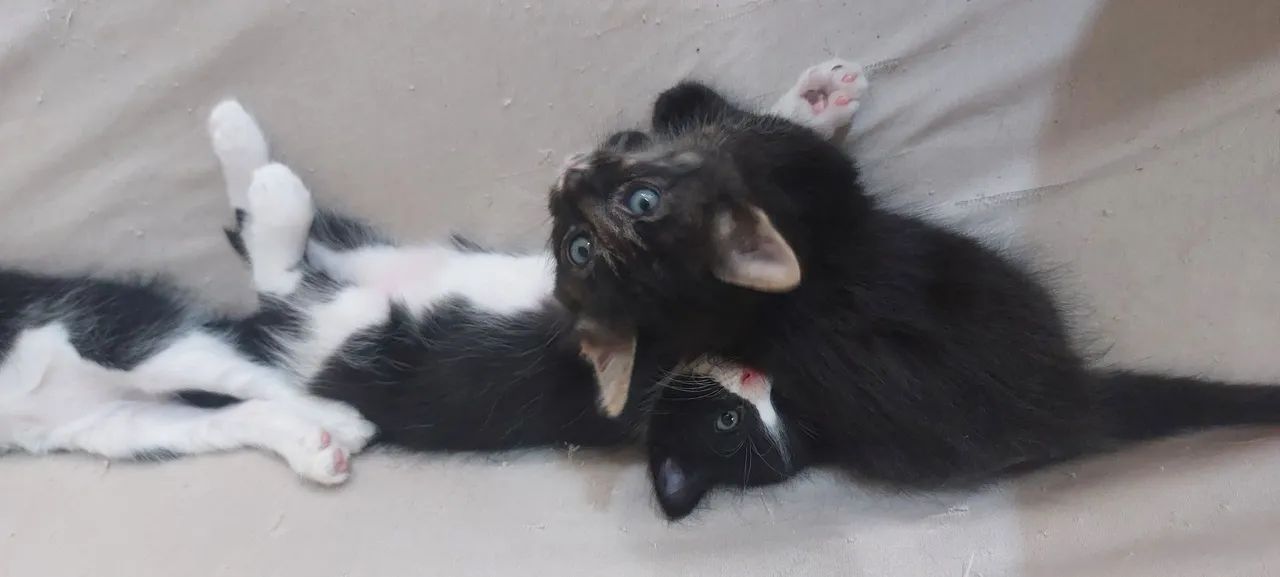 Gatas para adoção - Foto 4