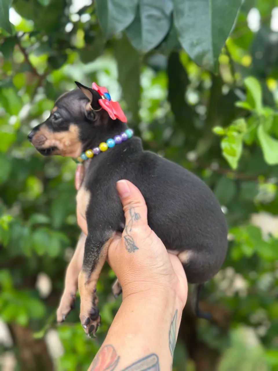 Pinscher  - Foto 3