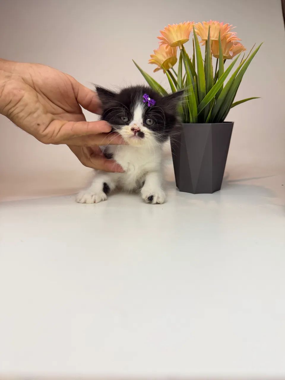 Gato persa - Foto 2