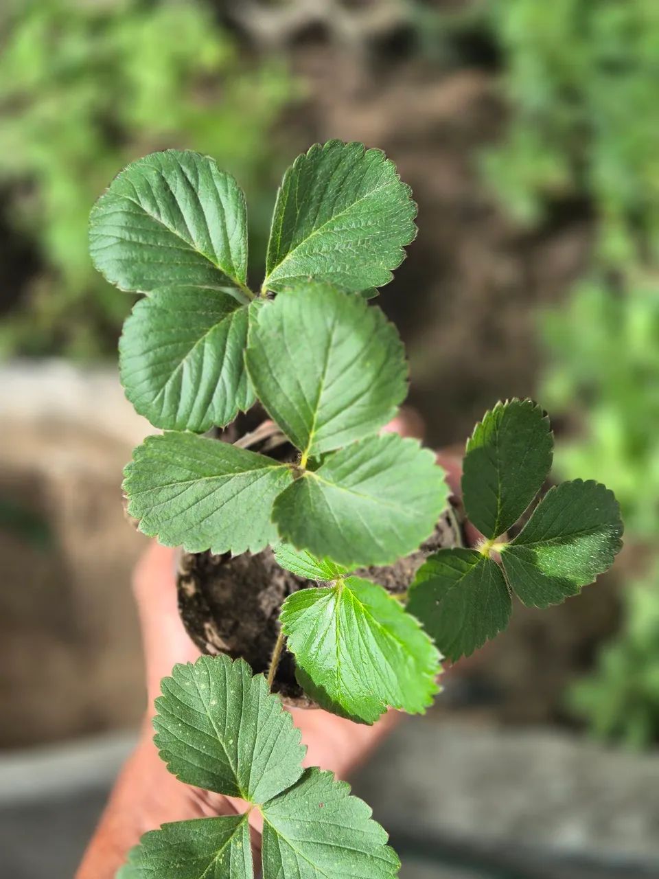Mudas de morango  - Foto 2