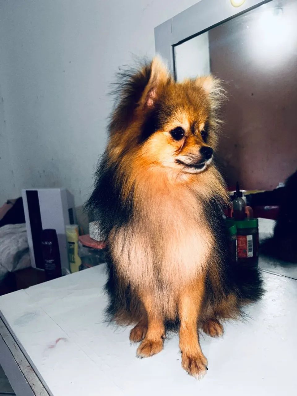 Spitz macho anão  - Foto 2
