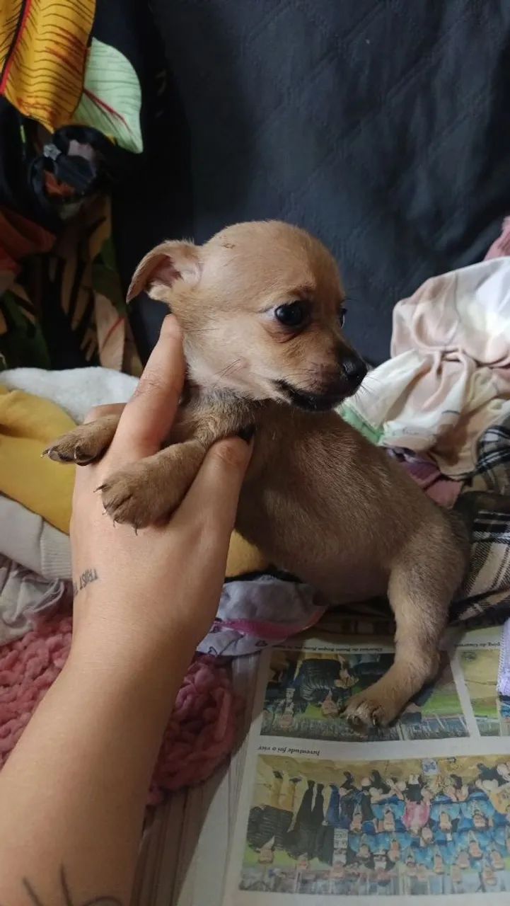 Pinscher fêmea e macho  - Foto 5