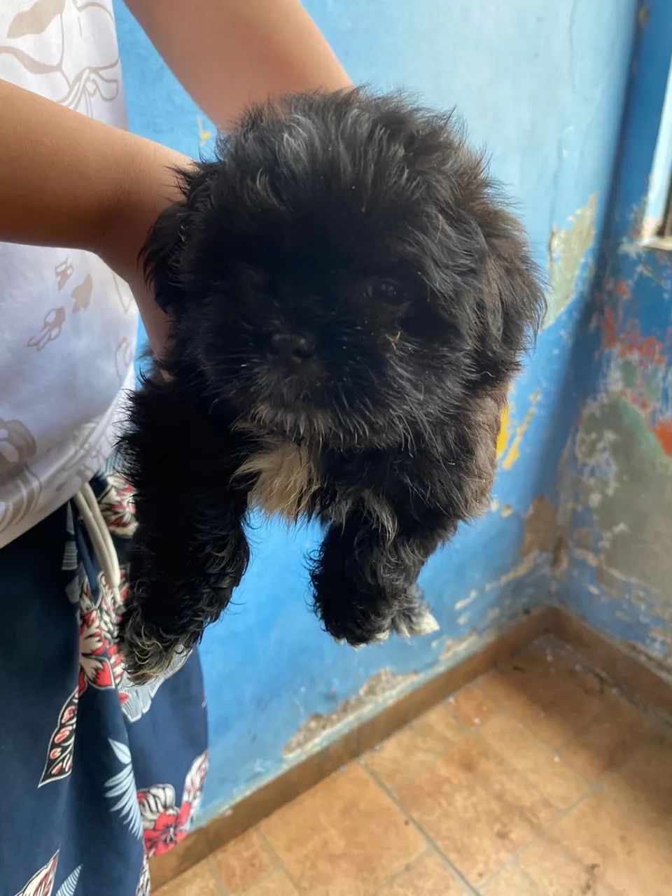 Shih tzu com poodle  - Foto 2