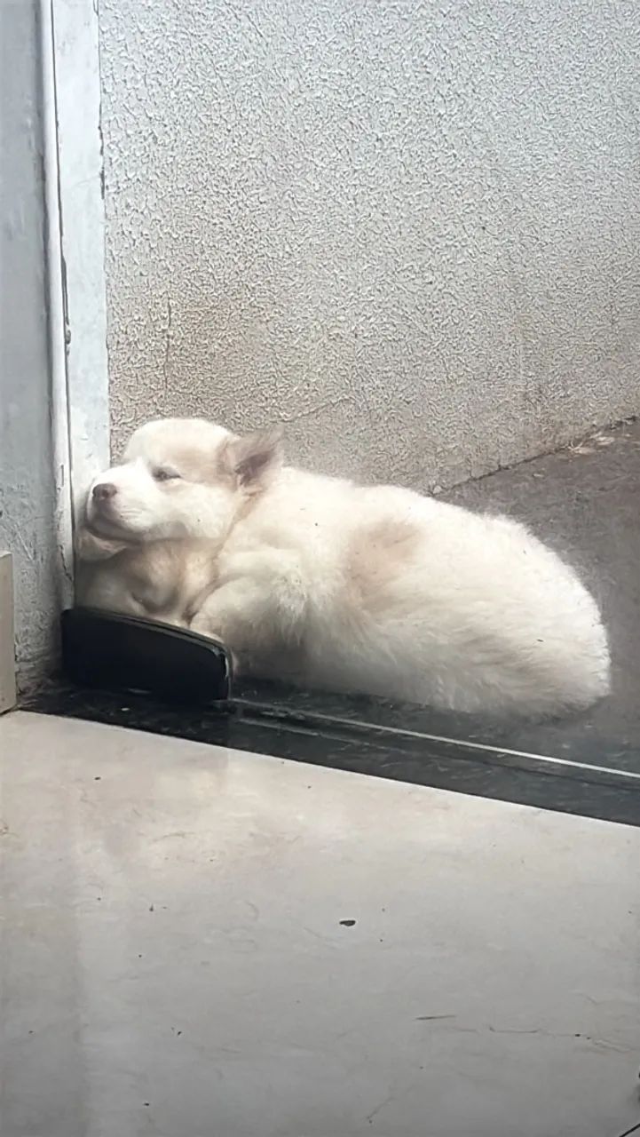 Husky siberiano  - Foto 3