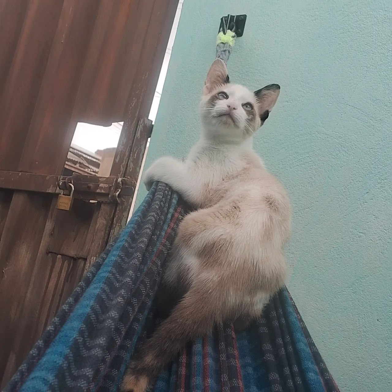 Doa-se gata vacinada e vermifugada - Foto 4