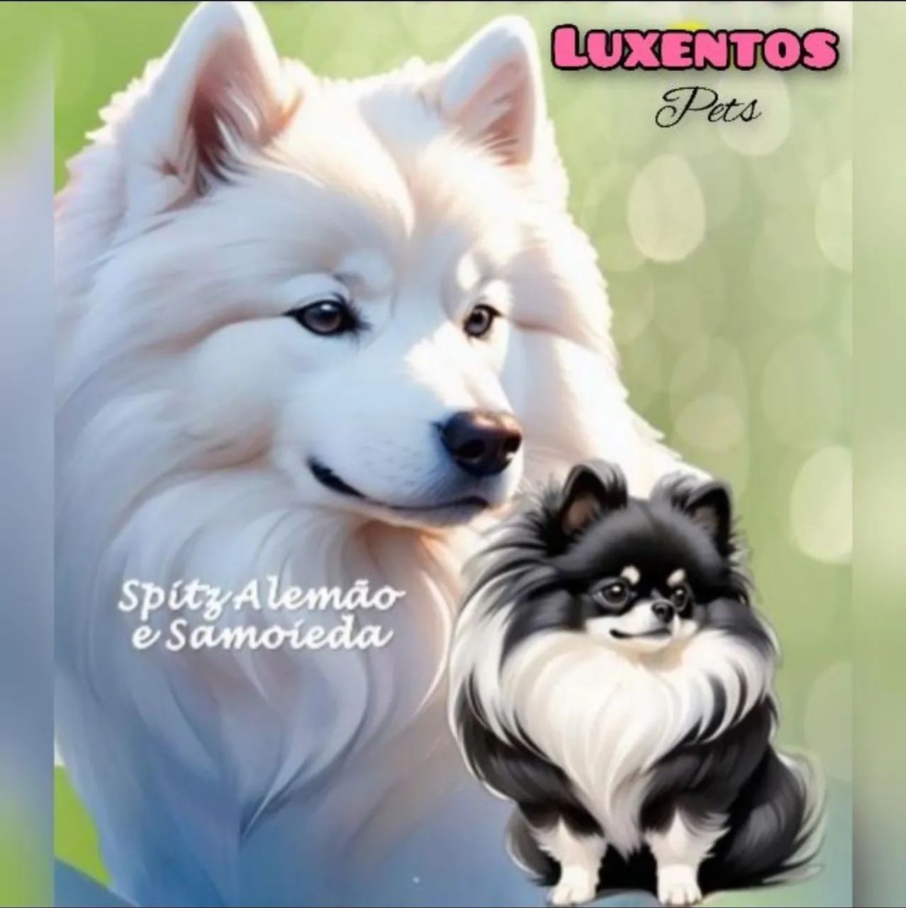 SPITZ ALEMÃO LEGÍTIMOS