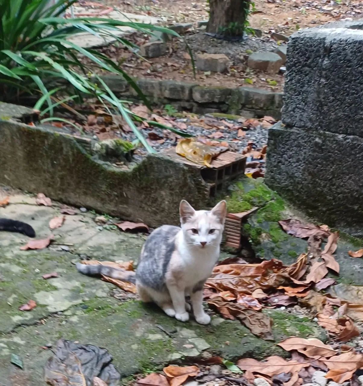 Doação gato - Foto 3