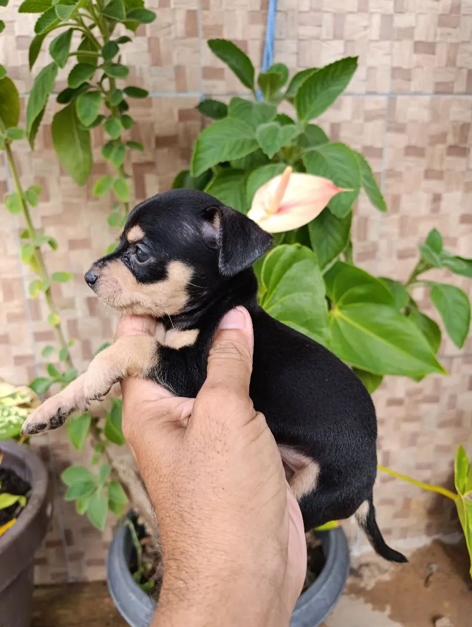 Pinsher  - Foto 2