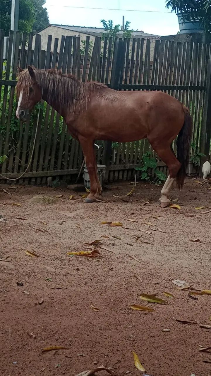 vendo alazão machado manso 