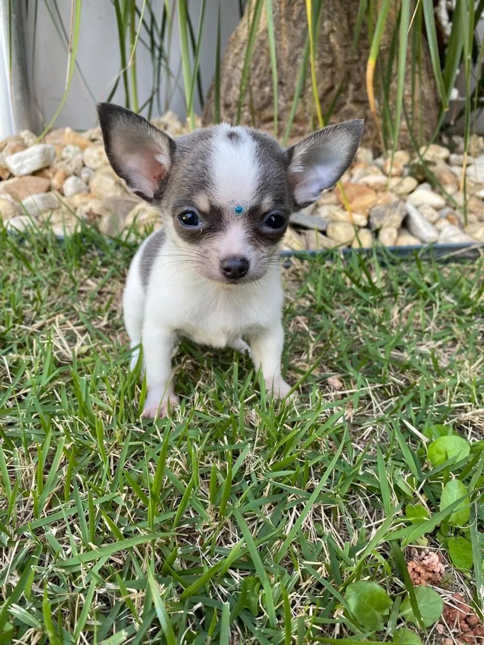 chihuahua  - Foto 2