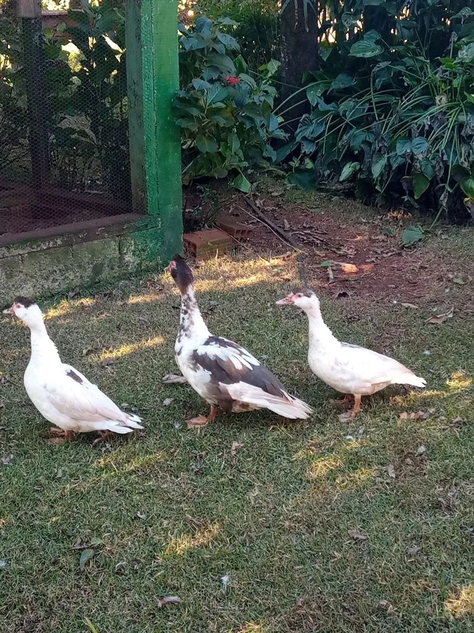 Patos  - Foto 2