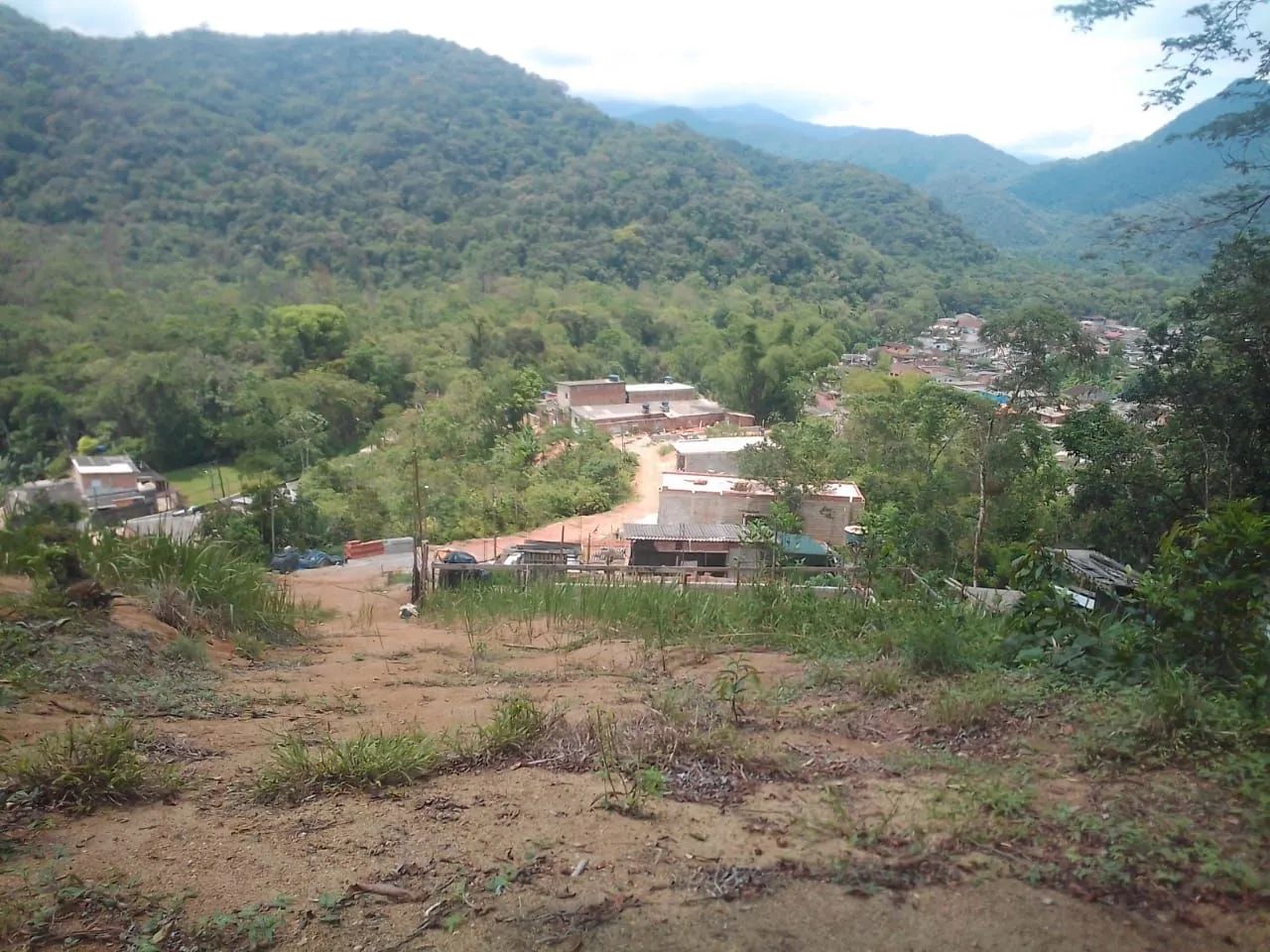 Foto - Ubatuba - Figueira