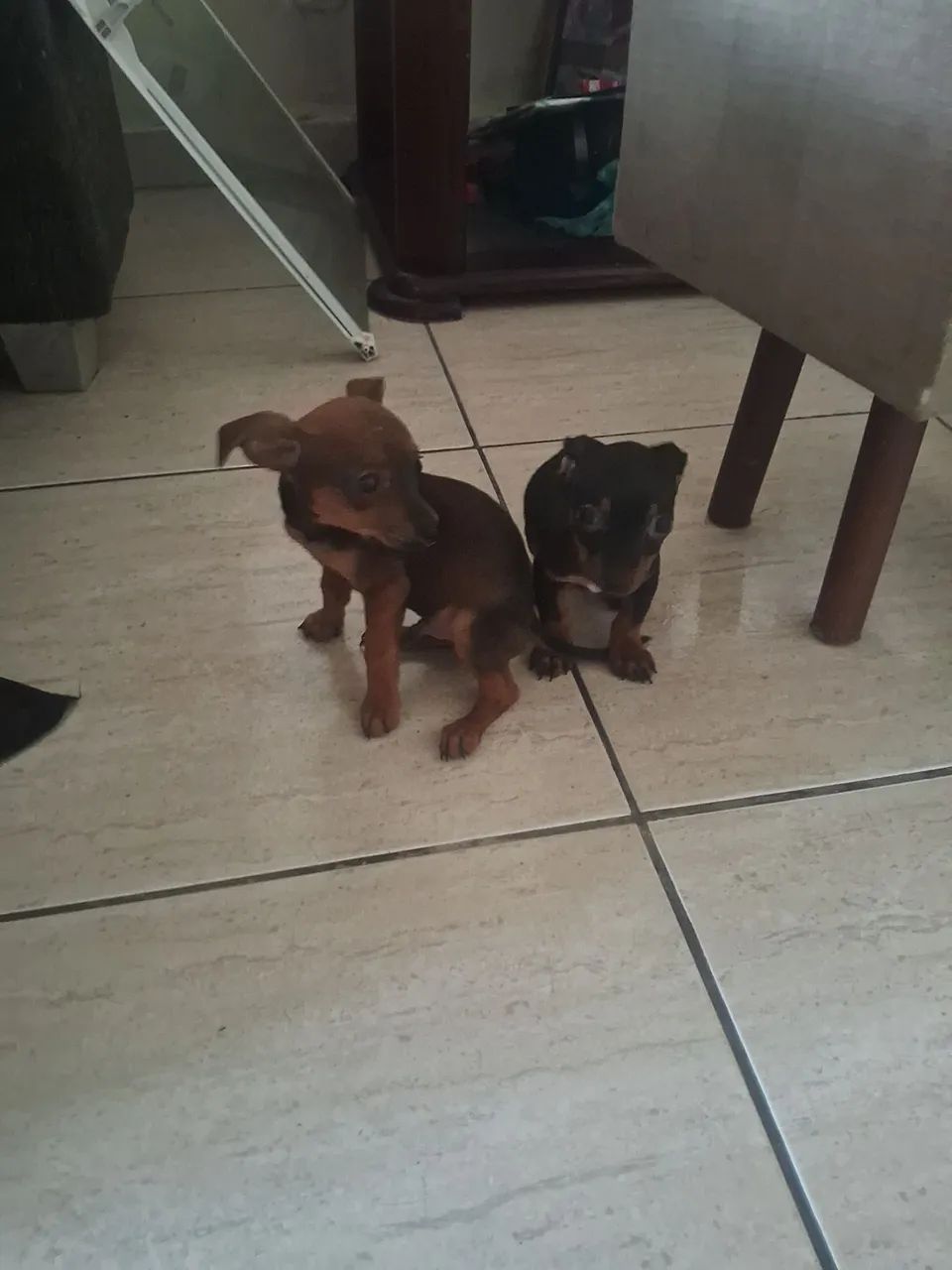 Pinscher macho e fêmea 