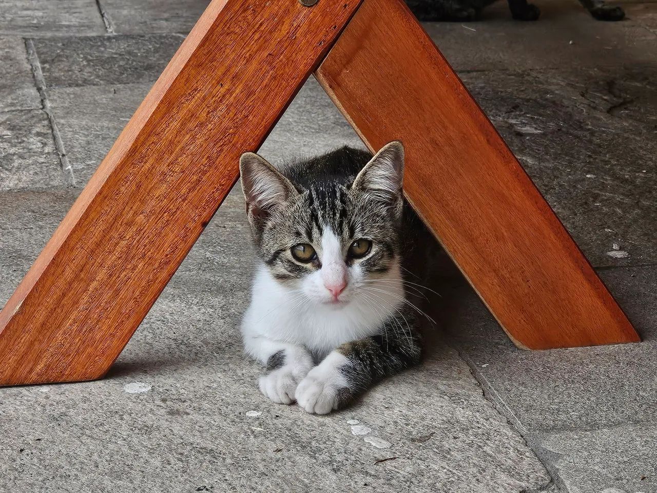 Gatinhas para adoção  - Foto 2