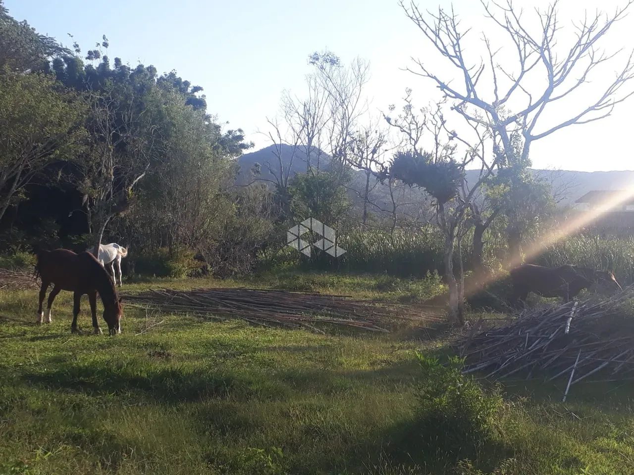 Sitio com 34.000m² a venda em Ratones - Florianópolis - SC - Foto 4